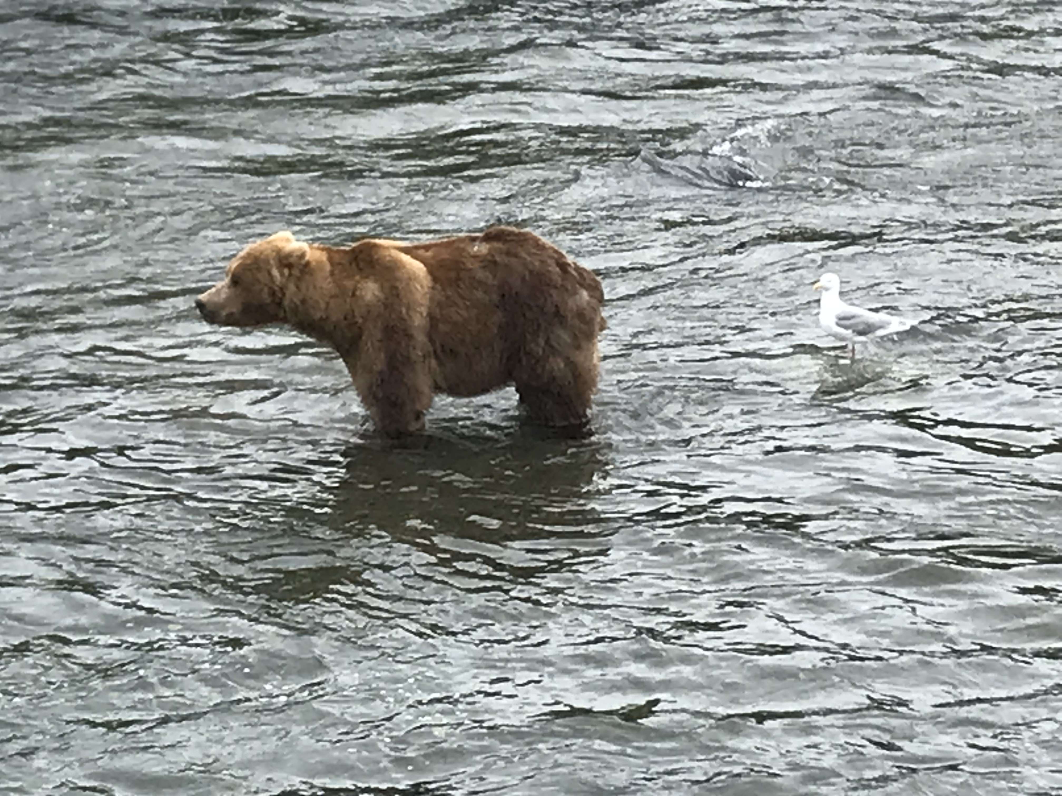 Alaska media photo 9