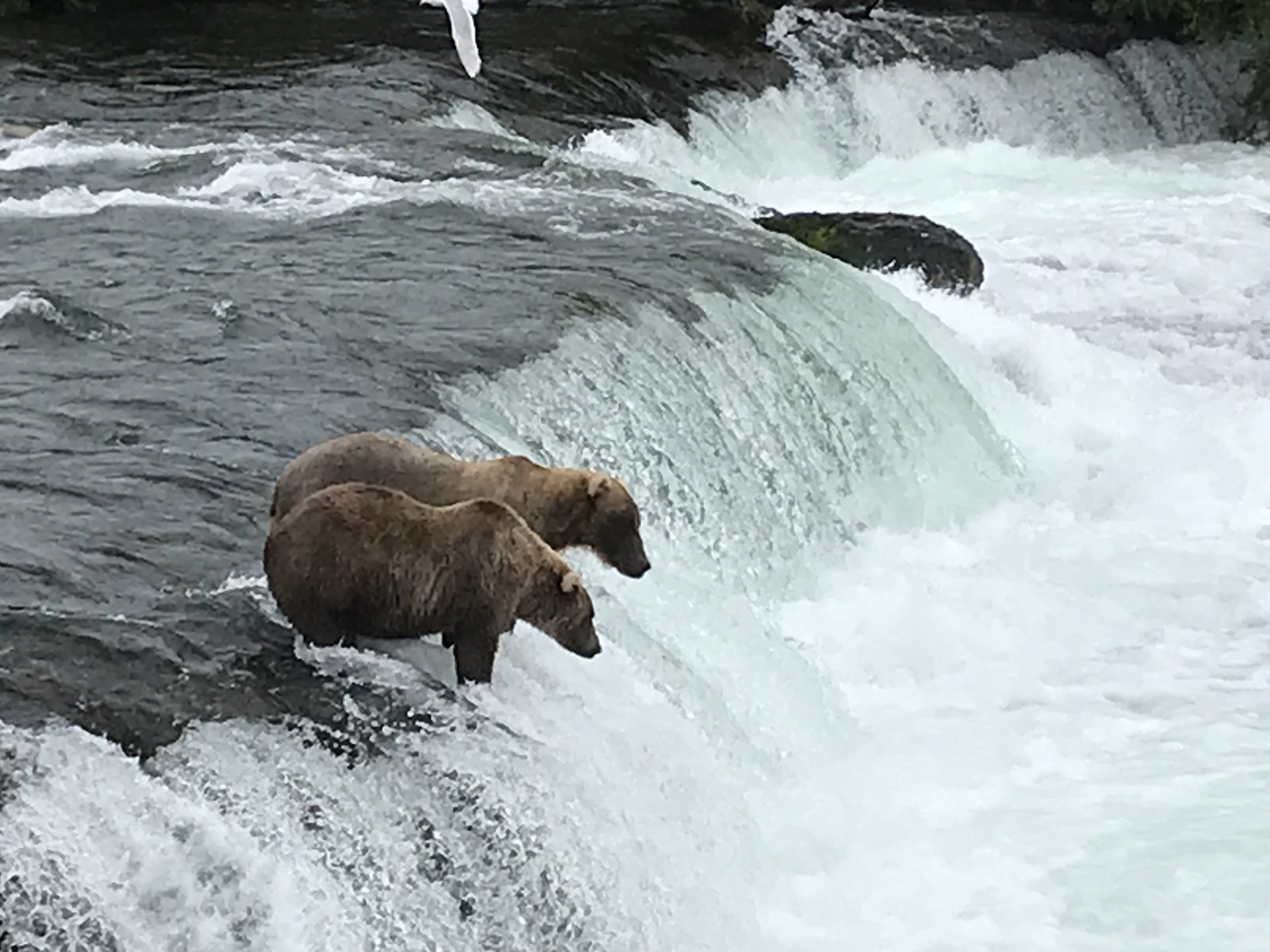 Alaska media photo 10