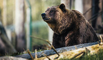 Coastal Brown Bear Hunt photo